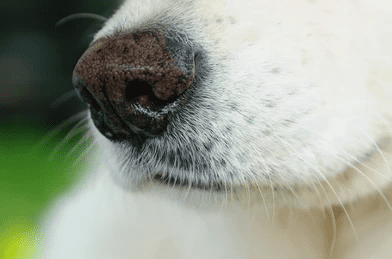 Wet Nose Means a Dog is Healthy_Why Are Dog Noses Wet_uk dog supplies_uk dog accessories_UK Dog pet products_UK Dog Blog_Tail Blazers UK