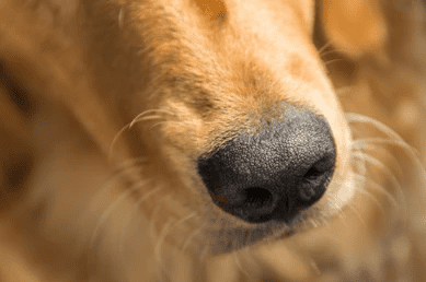 debunk dog myths Wet Nose Means a Dog is Healthy_Why Are Dog Noses Wet_uk dog supplies_uk dog accessories_UK Dog pet products_UK Dog Blog_Tail Blazers UK