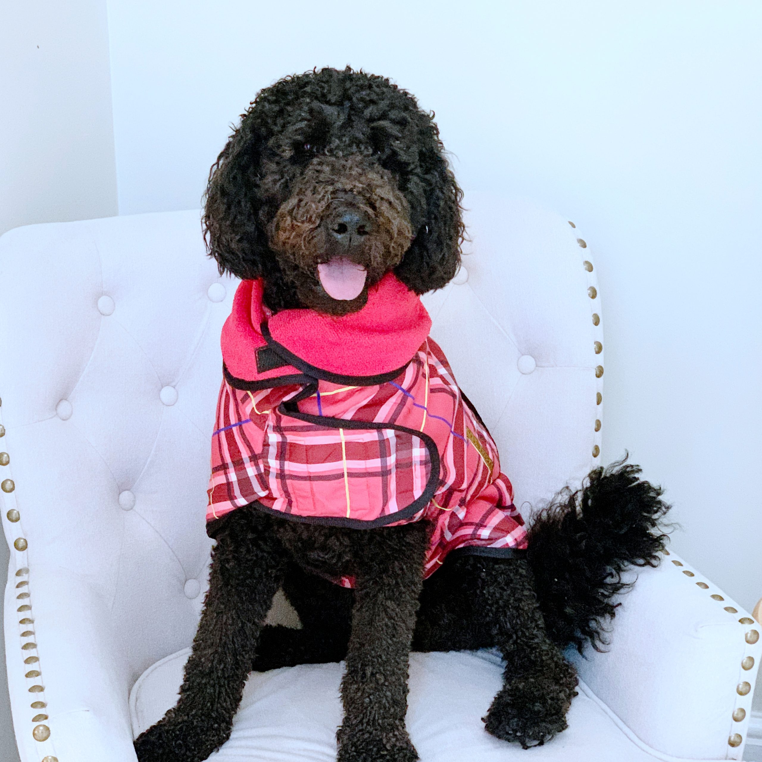 Premium Dog Drying Coat Premium Dog Drying Coat